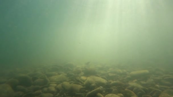 Fotografia Subaquática Rio Montanha Verão — Vídeo de Stock