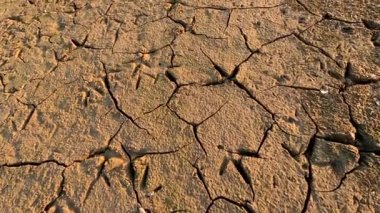 Heron tracks on dry ground