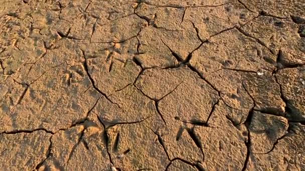 Heron Tracks Dry Ground — Stockvideo