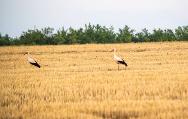 Black and white stork in natural surroundings