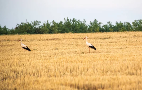 Black White Stork Natural Surroundings — Zdjęcie stockowe