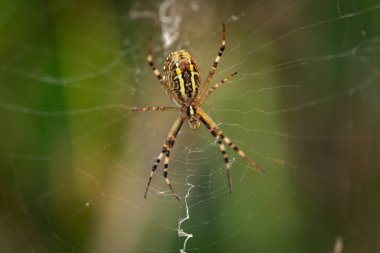 Argiope spider on the web sways in the wind