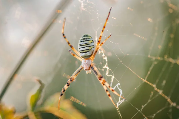 Argiope Spider Web Sways Wind — ストック写真