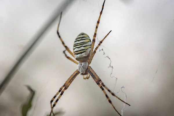 Argiope Spider Web Sways Wind — Fotografia de Stock