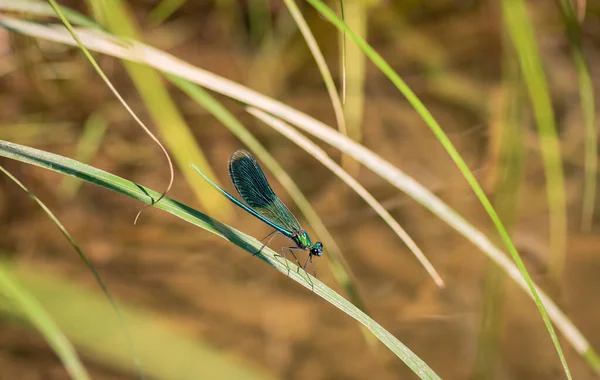 Une Libellule Brillante Est Assise Sur Une Feuille Verte — Photo