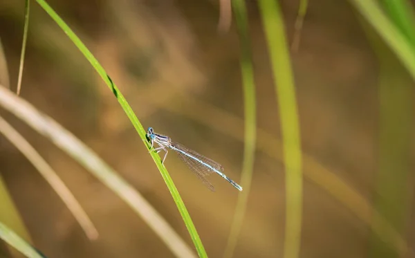 Eine Helle Libelle Sitzt Auf Einem Grünen Blatt — Stockfoto