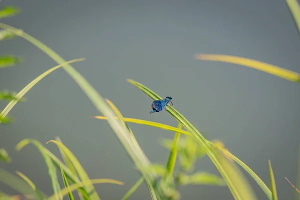 Eine Helle Libelle Sitzt Auf Einem Grünen Blatt — Stockfoto