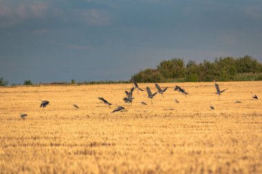 Gray heron in a field with harvested cereals