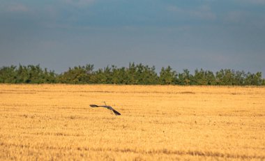 Gray heron in a field with harvested cereals