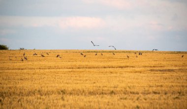 Gray heron in a field with harvested cereals
