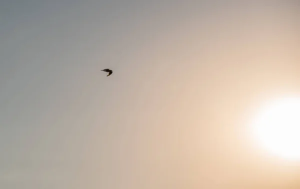 Біла Чайка Летить Над Озером — стокове фото