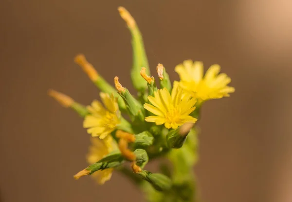 Яскрава Квітуча Жовта Квітка Кульбаби — стокове фото