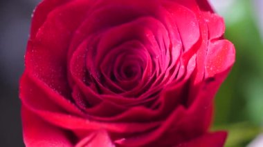Close-up of a red rose under artificial rain