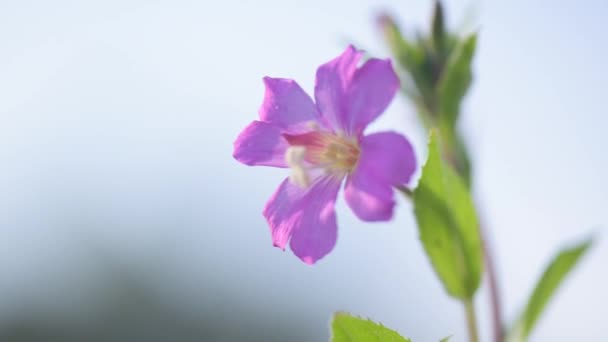 Blooming Geranium Sylvaticum Close — Vídeos de Stock