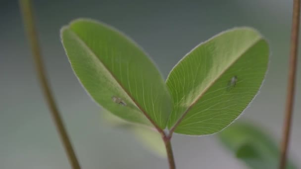 Close Van Een Klaverblad Wind — Stockvideo