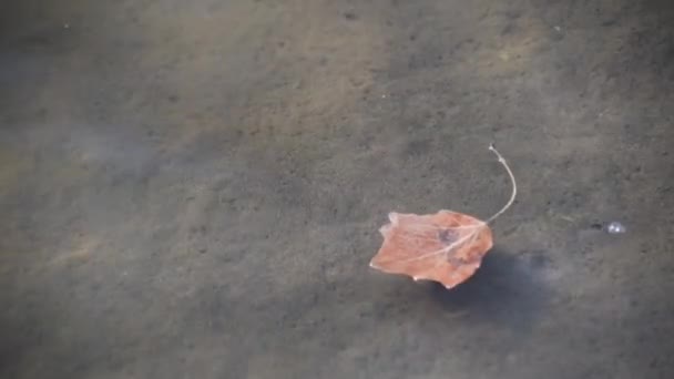 Poplar Leaf Floats River — Stockvideo