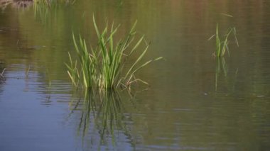 Green leaves of sedge with reflection in water