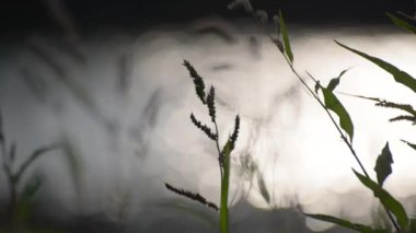 Green plants on the bank of a mountain river