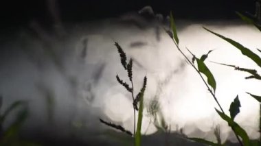 Green plants on the bank of a mountain river