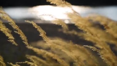 Reedweed spicy Calamagrostis acutiflora on the river bank sways in the wind