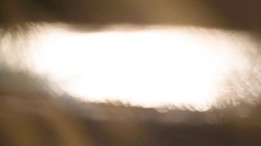 Reedweed spicy Calamagrostis acutiflora on the river bank sways in the wind