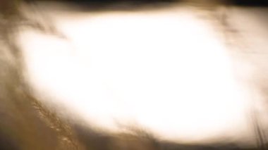 Reedweed spicy Calamagrostis acutiflora on the river bank sways in the wind