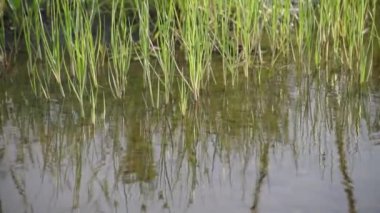 Green leaves of sedge with reflection in water