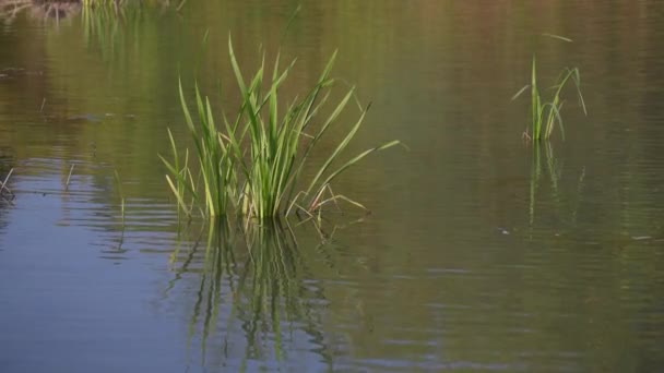 Green Leaves Sedge Reflection Water — Stockvideo