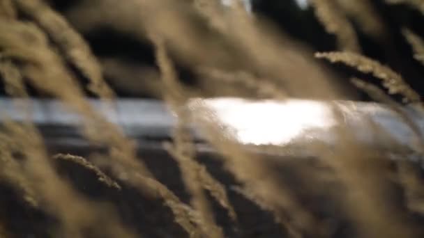 Reedweed Spicy Calamagrostis Acutiflora River Bank Sways Wind — Stockvideo