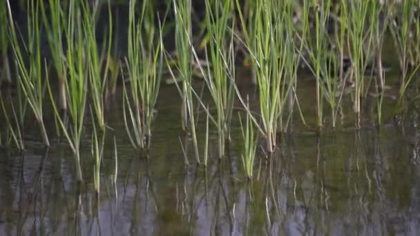 Green Leaves Sedge Reflection Water — 비디오