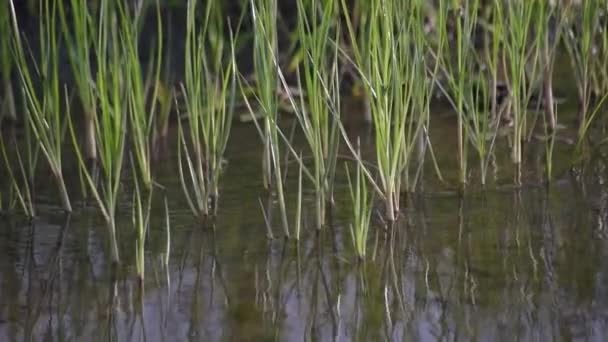 Green Leaves Sedge Reflection Water — Wideo stockowe