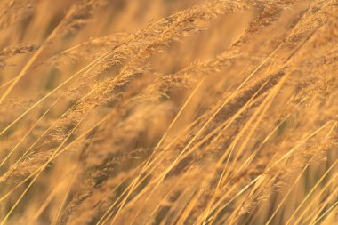 Reedweed spicy Calamagrostis acutiflora on the river bank sways in the wind