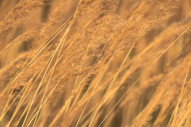 Reedweed spicy Calamagrostis acutiflora on the river bank sways in the wind