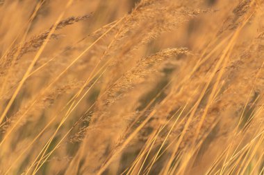 Reedweed spicy Calamagrostis acutiflora on the river bank sways in the wind
