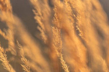 Reedweed spicy Calamagrostis acutiflora on the river bank sways in the wind