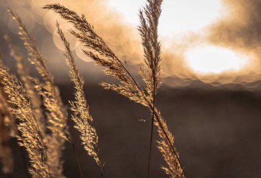 Reedweed spicy Calamagrostis acutiflora on the river bank sways in the wind