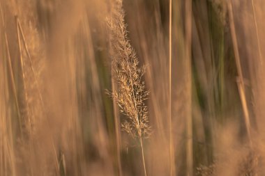 Reedweed spicy Calamagrostis acutiflora on the river bank sways in the wind