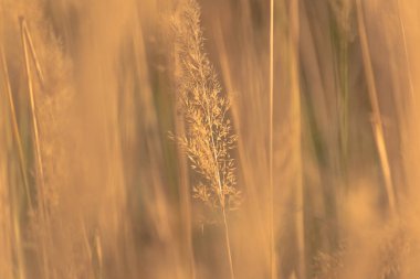 Reedweed spicy Calamagrostis acutiflora on the river bank sways in the wind