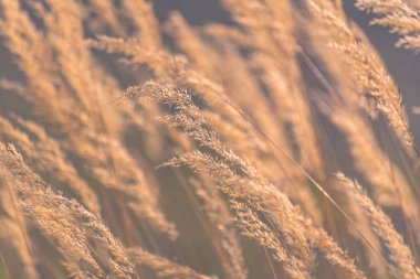 Reedweed spicy Calamagrostis acutiflora on the river bank sways in the wind