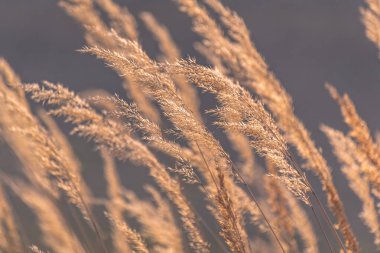 Reedweed spicy Calamagrostis acutiflora on the river bank sways in the wind