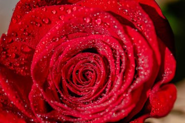 Close-up of a red rose under artificial rain