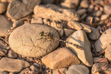 Tiger Dragonfly in its natural habitat