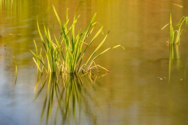 Green leaves of sedge with reflection in water