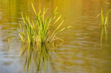 Green leaves of sedge with reflection in water