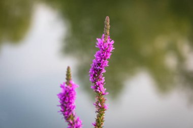 Blooming loosestrife willow Lthrum salicria on the river bank