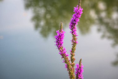 Blooming loosestrife willow Lthrum salicria on the river bank