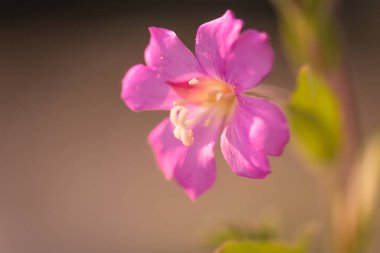 Nadir bulunan mor dağ çiçekleri.