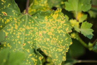 Ormandaki hasta bir ağacın yaprakları.