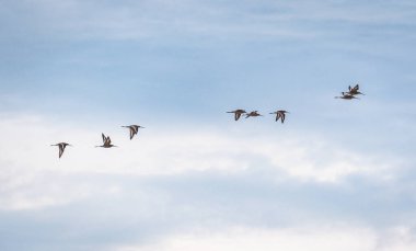 A flock of snipes in the sunset sky