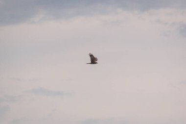 Bird of prey flies in the sunset sky